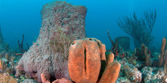 Dive With South Florida Diving Headquarters